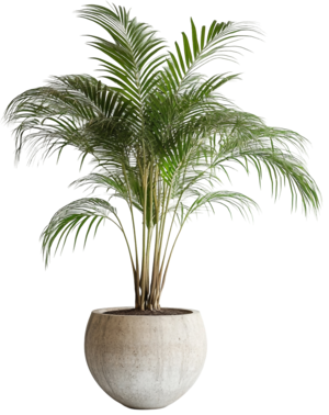 Decorative plant